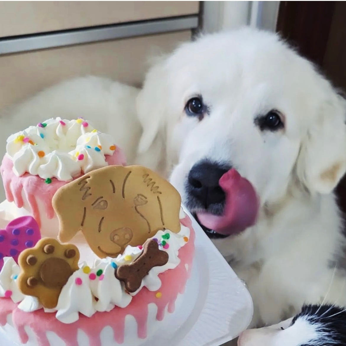 DearMyDog ɥåףʥǥ졼ʥԥ󥯡 