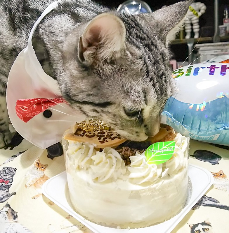 猫用 王様の松阪牛デコレーション４号 ネ 松デコ４ 冷凍便 犬 猫用ケーキ 猫用ケーキ 犬猫用ケーキ パティシエール セリ