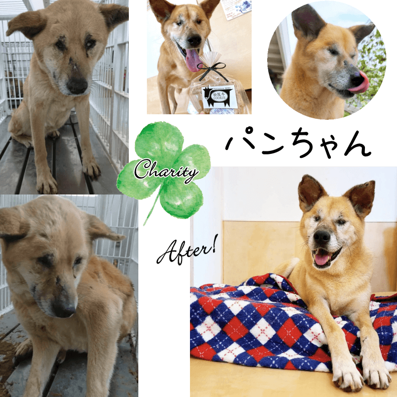 Familyץ꡼ȥХåȥեȡʥƥ