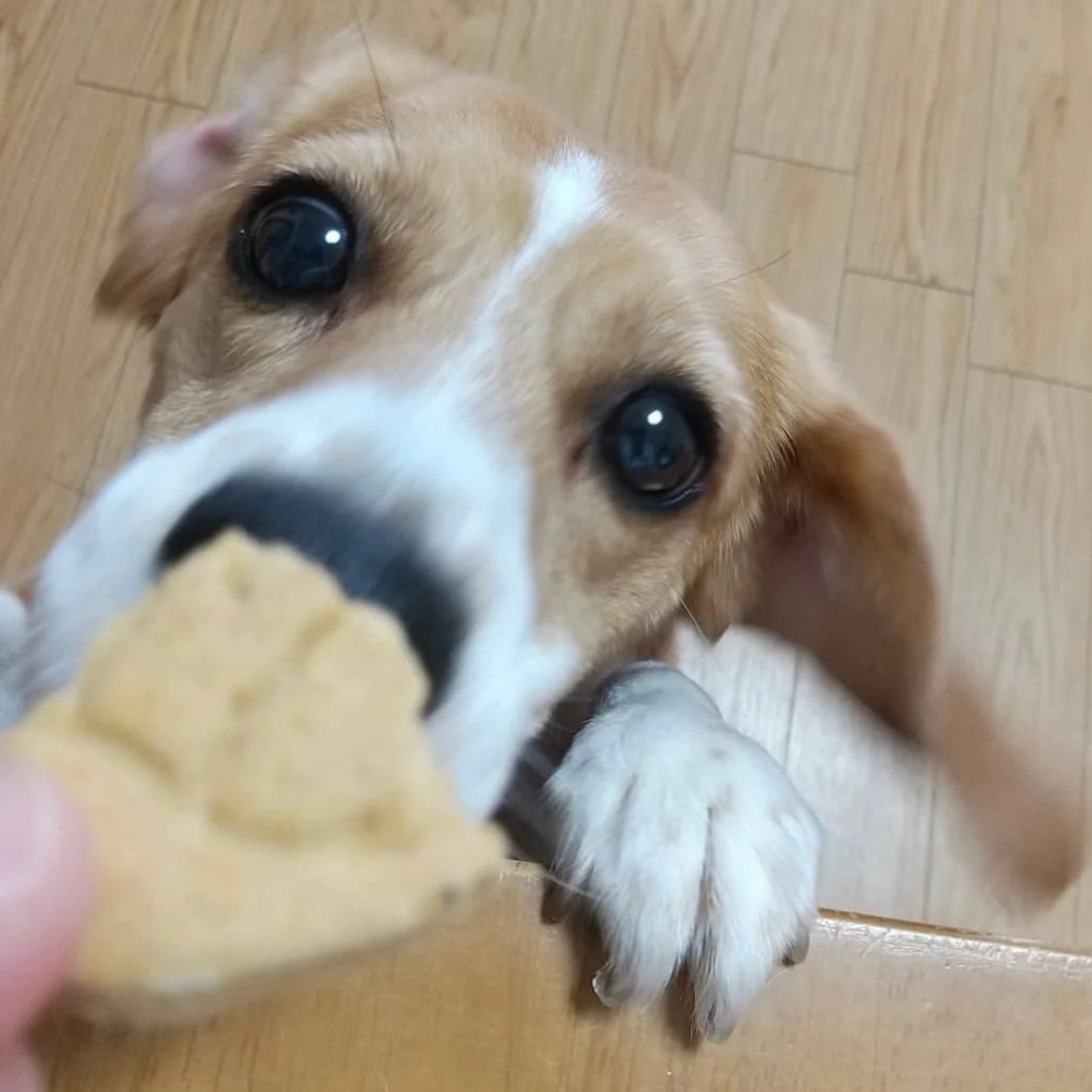 Familyץ꡼ȥХåȥեȡʥƥ