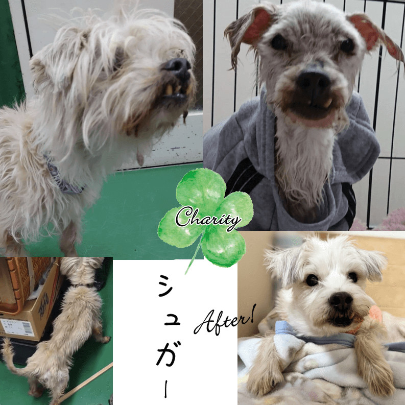 Familyץ꡼ȥХåȥեȡʥƥ