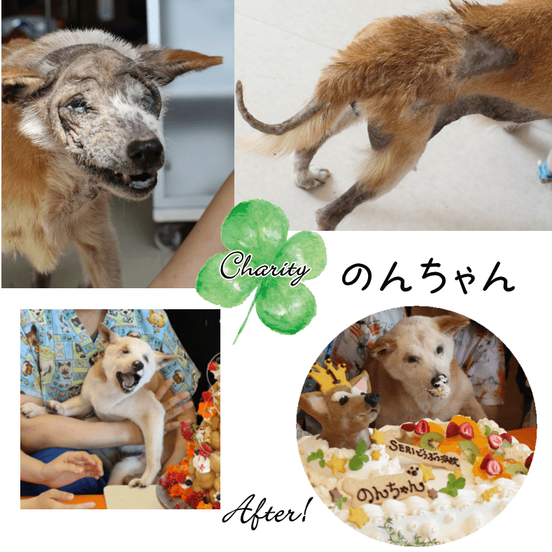 Familyץ꡼ȥХåȥեȡʥƥ