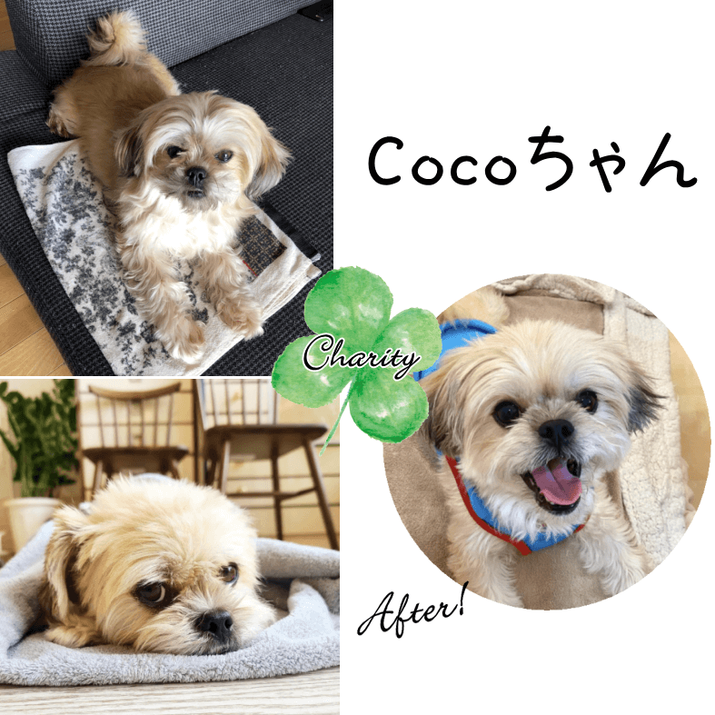 Familyץ꡼ȥХåȥեȡʥƥ