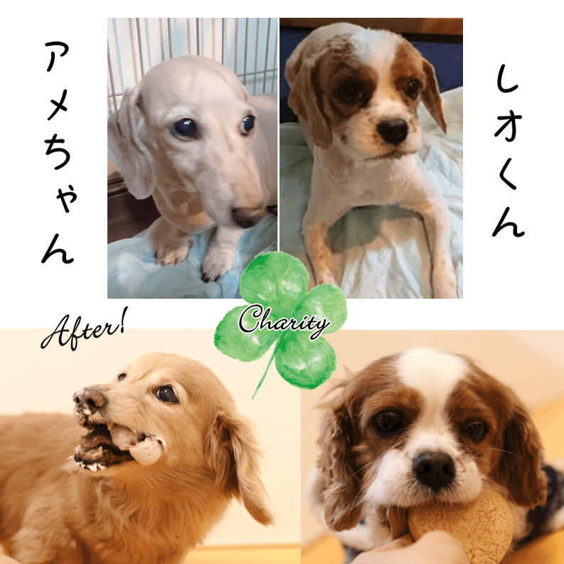 Familyץ꡼ȥХåȥեȡʥƥ