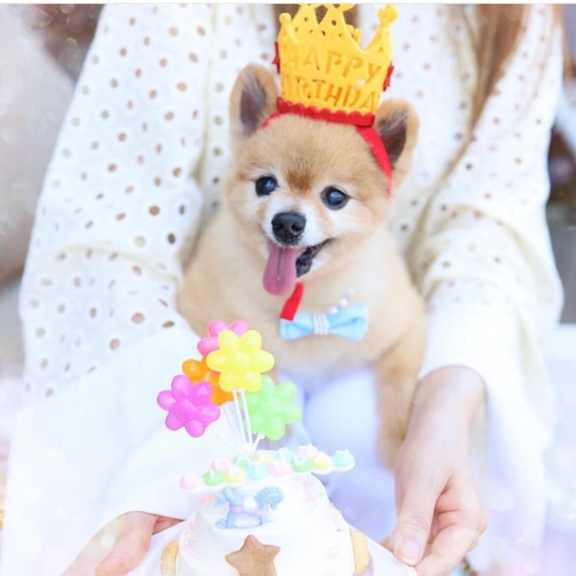 GoGoMerryGoLand!ʥɣˡ