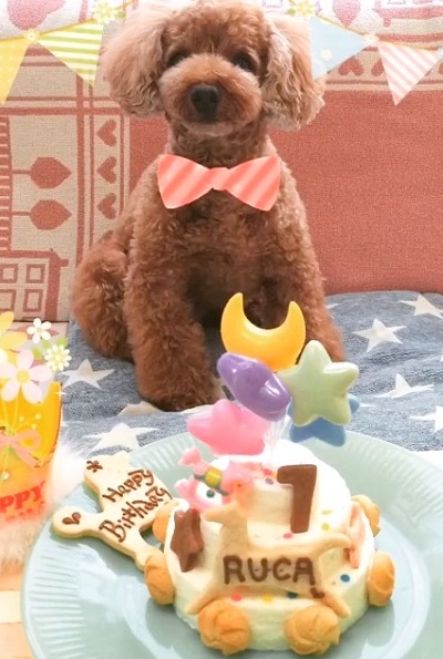 GoGoMerryGoLand!ʥɣˡ