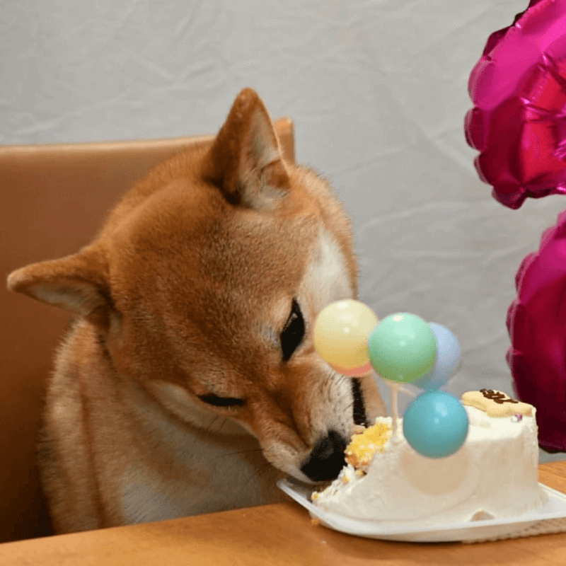 Baby's Toy BOX 4���������