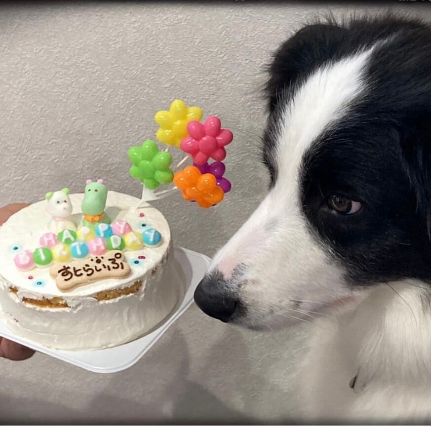 Baby's Toy BOX 4���������