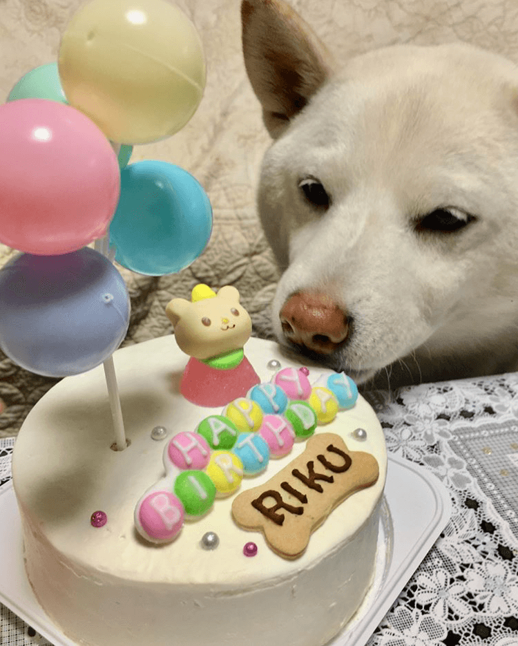 Baby's Toy BOX 4���������