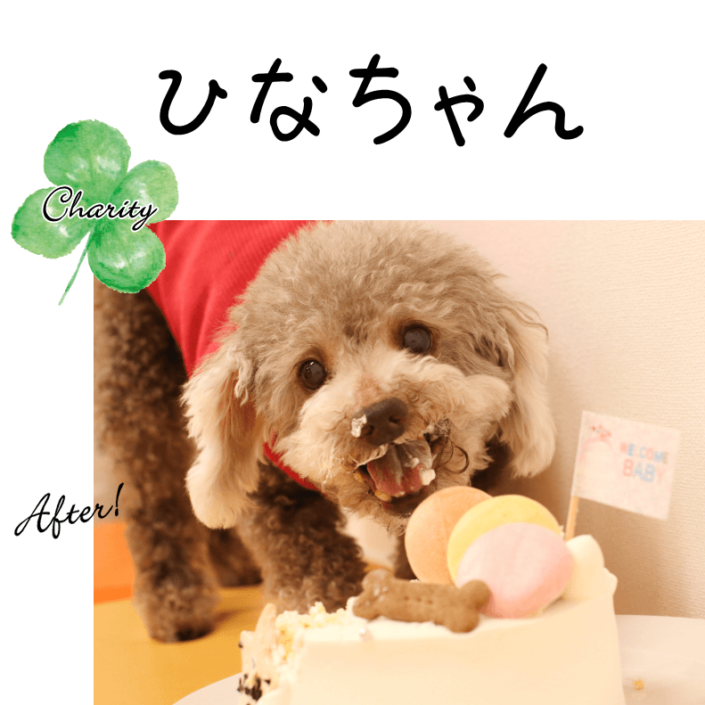 ƥCookies륮б