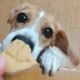 ƥCookies륮б