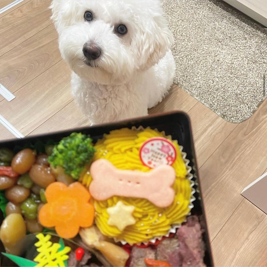 �ʥ���륮���б��˸��Ѥ������ʥ��죱�ʡˡ�������