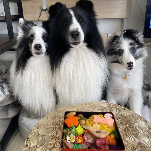 �ʥ���륮���б��˸��Ѥ������ʥ��죱�ʡˡ�������