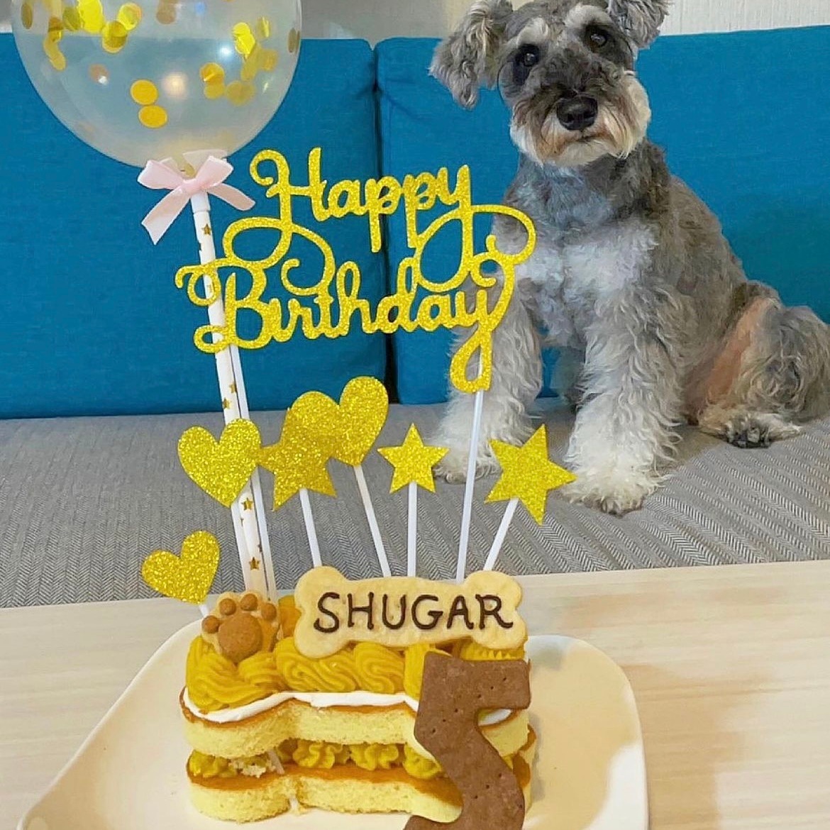 PaWty ܡ󡦥ǥ졼 (ɡ 5