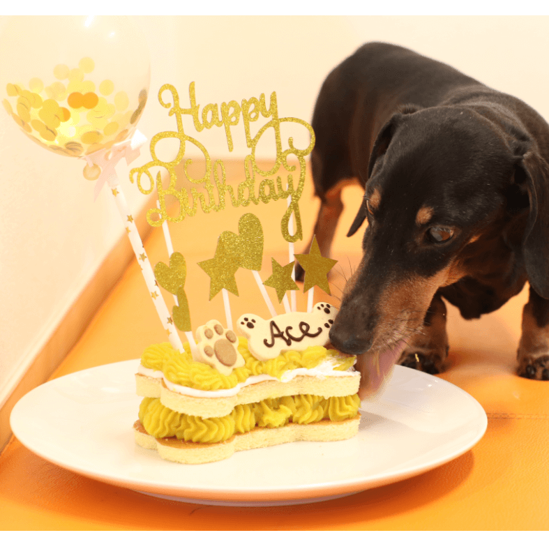 PaWty ܡ󡦥ǥ졼 (ɡ 5