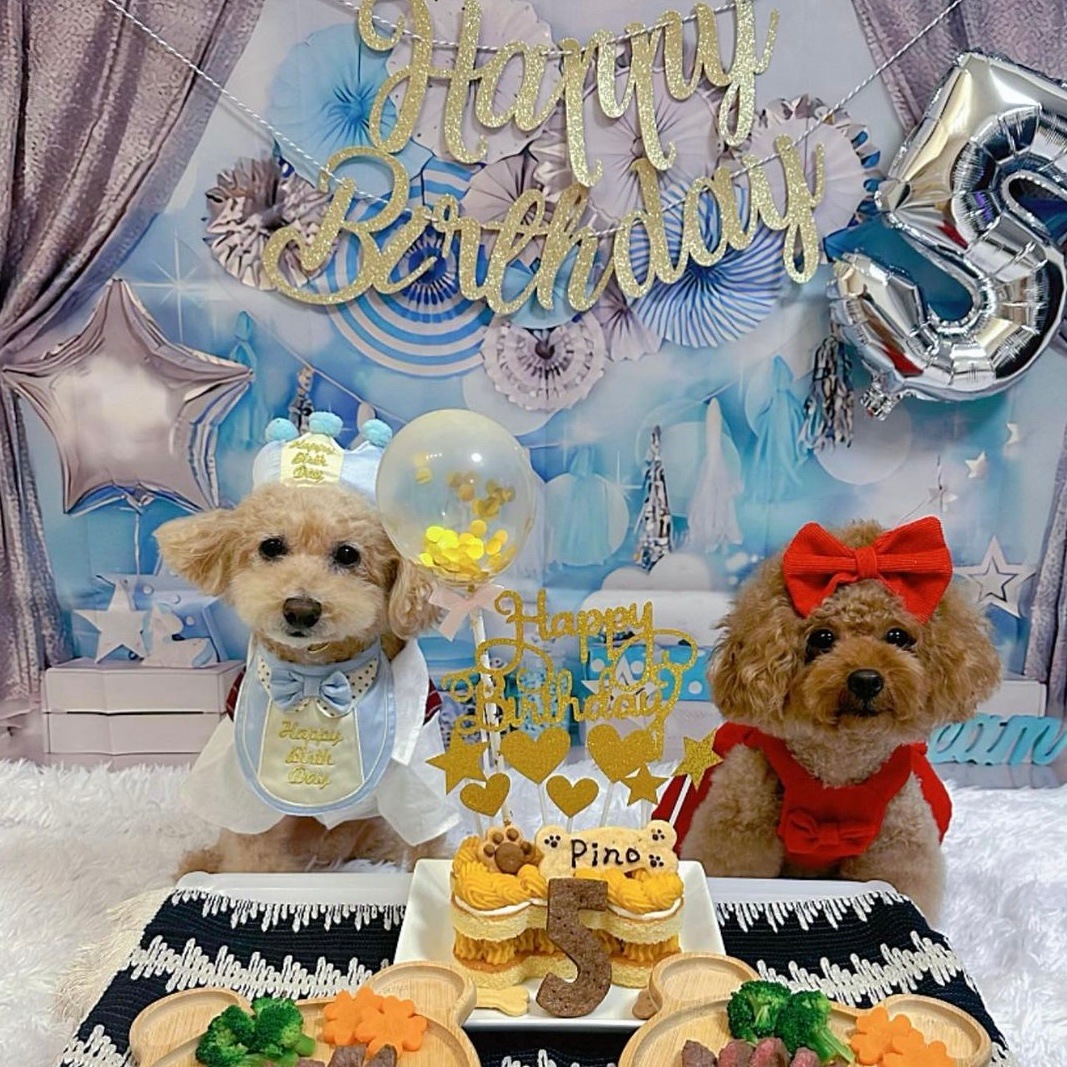 PaWty ܡ󡦥ǥ졼 (ɡ 5