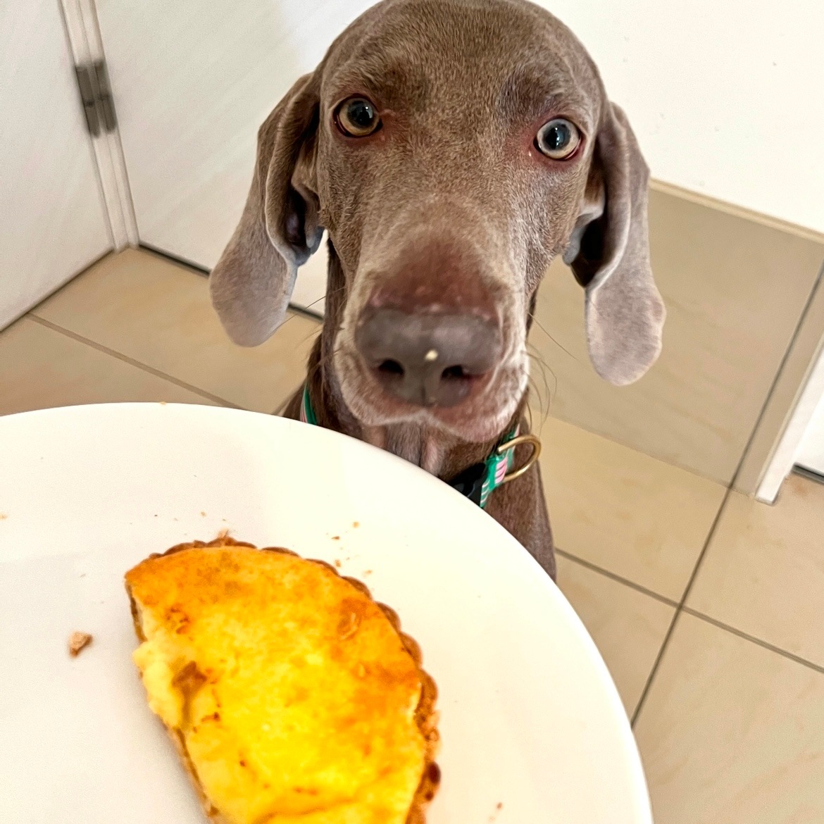 DearMyDog ٥ɥ 