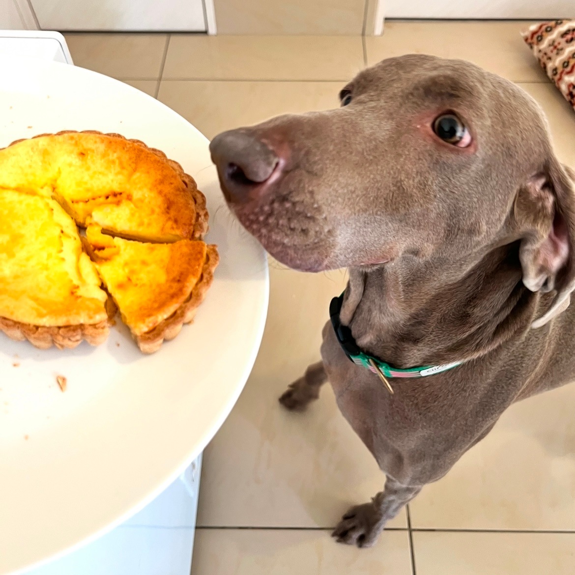 DearMyDog ٥ɥ 