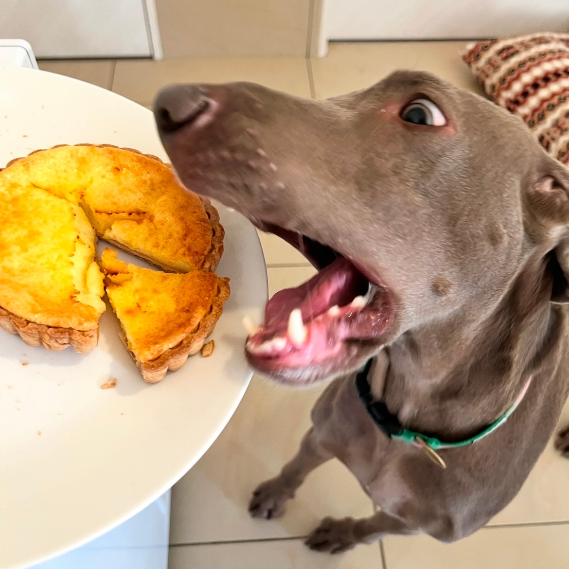 DearMyDog ٥ɥ 