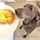 DearMyDog ٥ɥ 