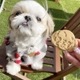 DearMyDog ٥ɥ 