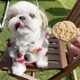 DearMyDog ٥ɥ 