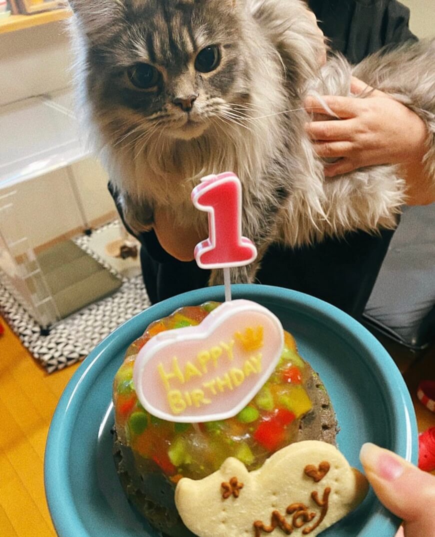 Сƥ꡼̡ʥʥСɥաˡ