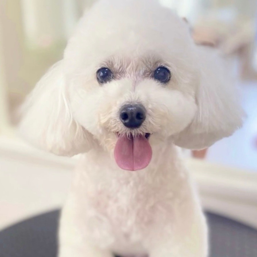 ���ѻ��鳨��������Deco�ԥ󥯡ˡ�������