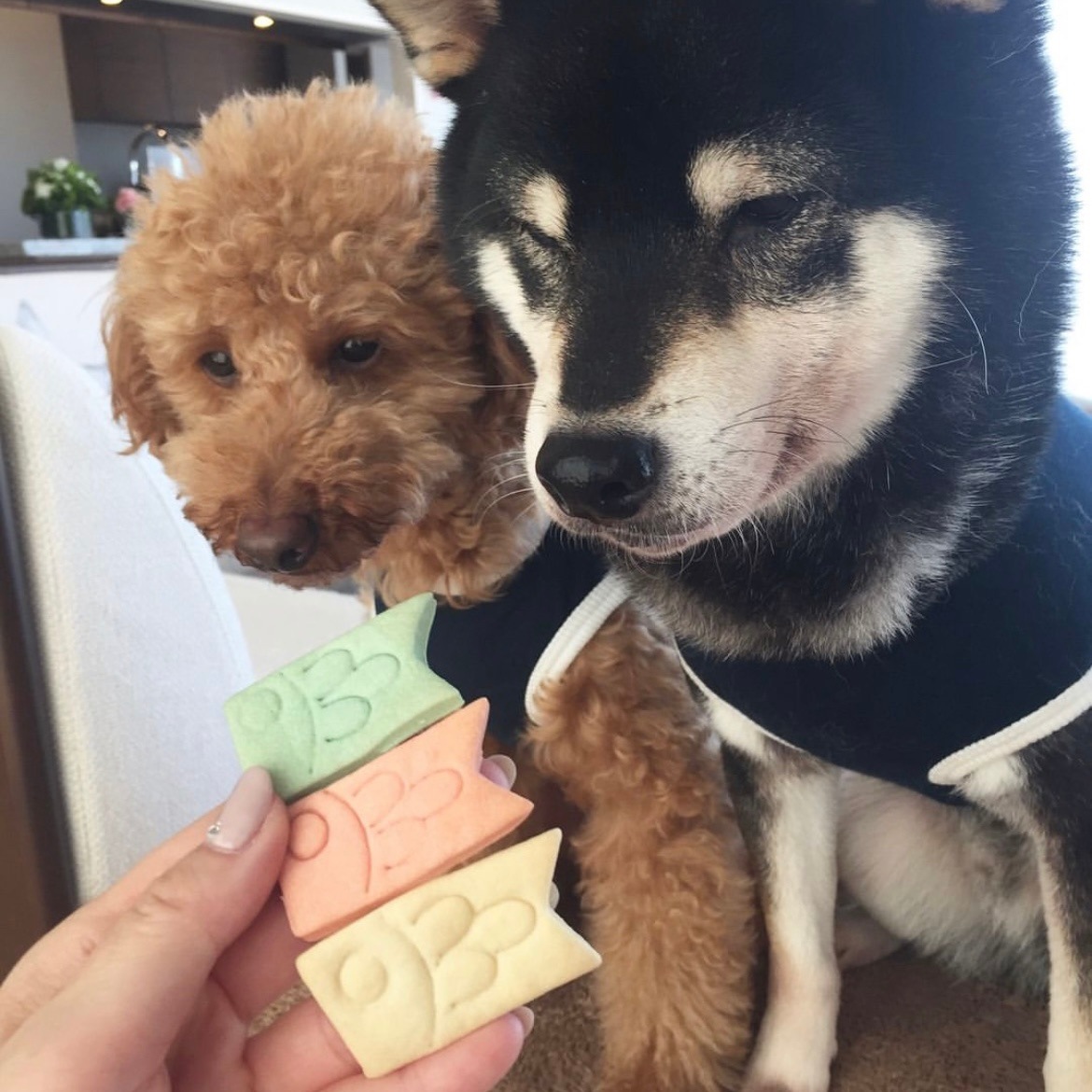 �����Τܤ�Cookies