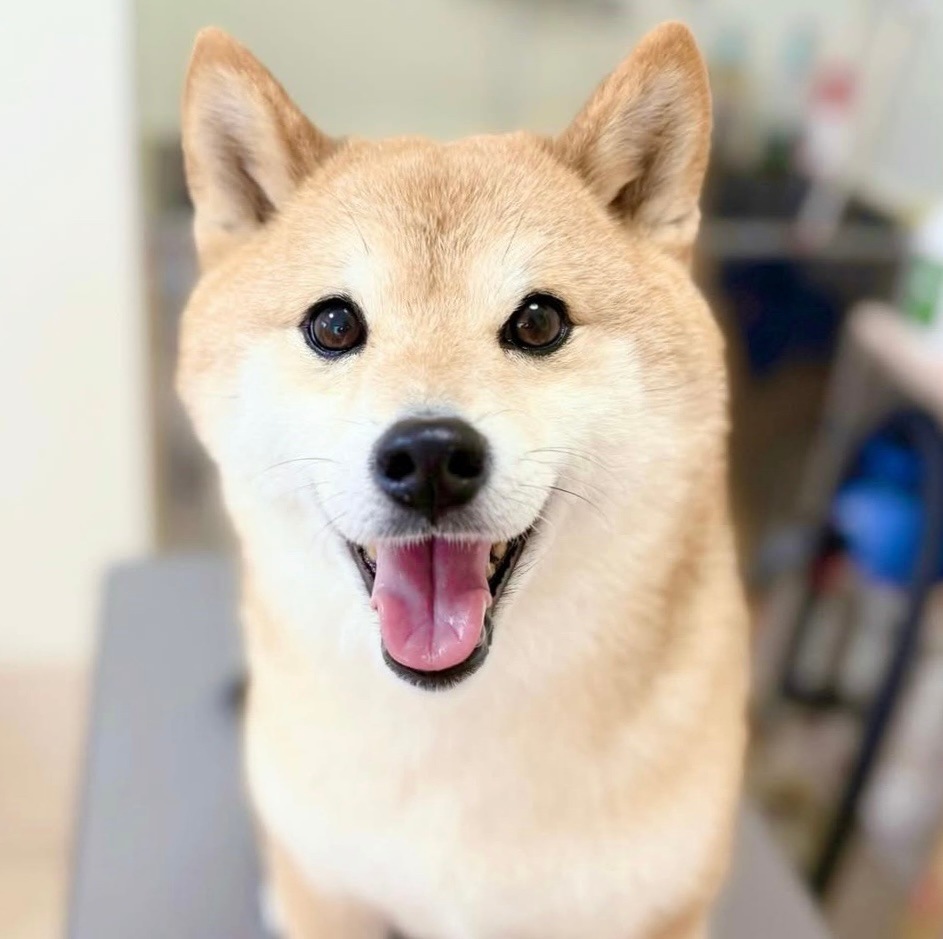 ���ѻ��鳨��������Scoop�ԥ󥯡ˡ�������