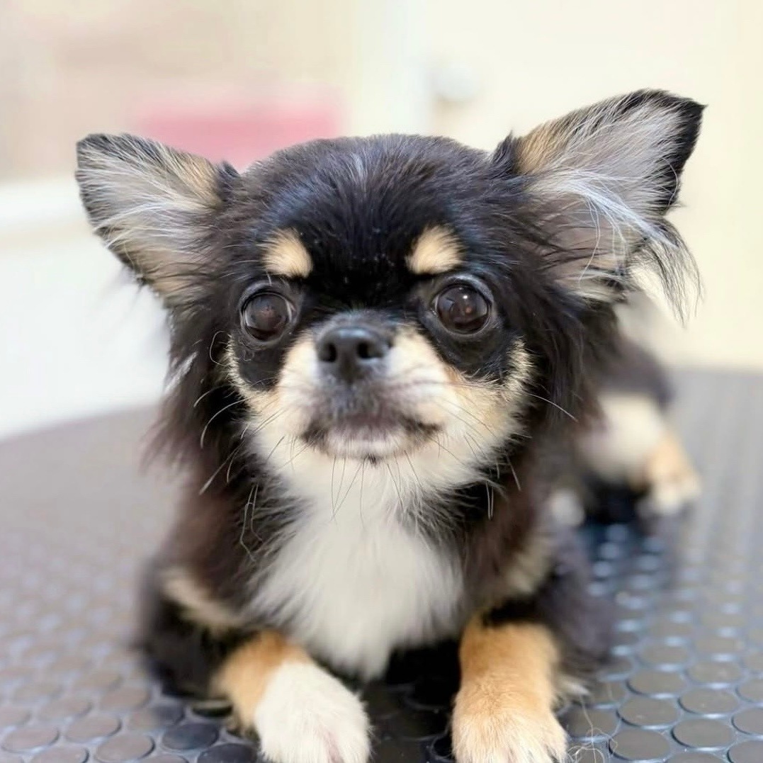 ���ѻ��鳨��������Scoop�֥롼�ˡ�������