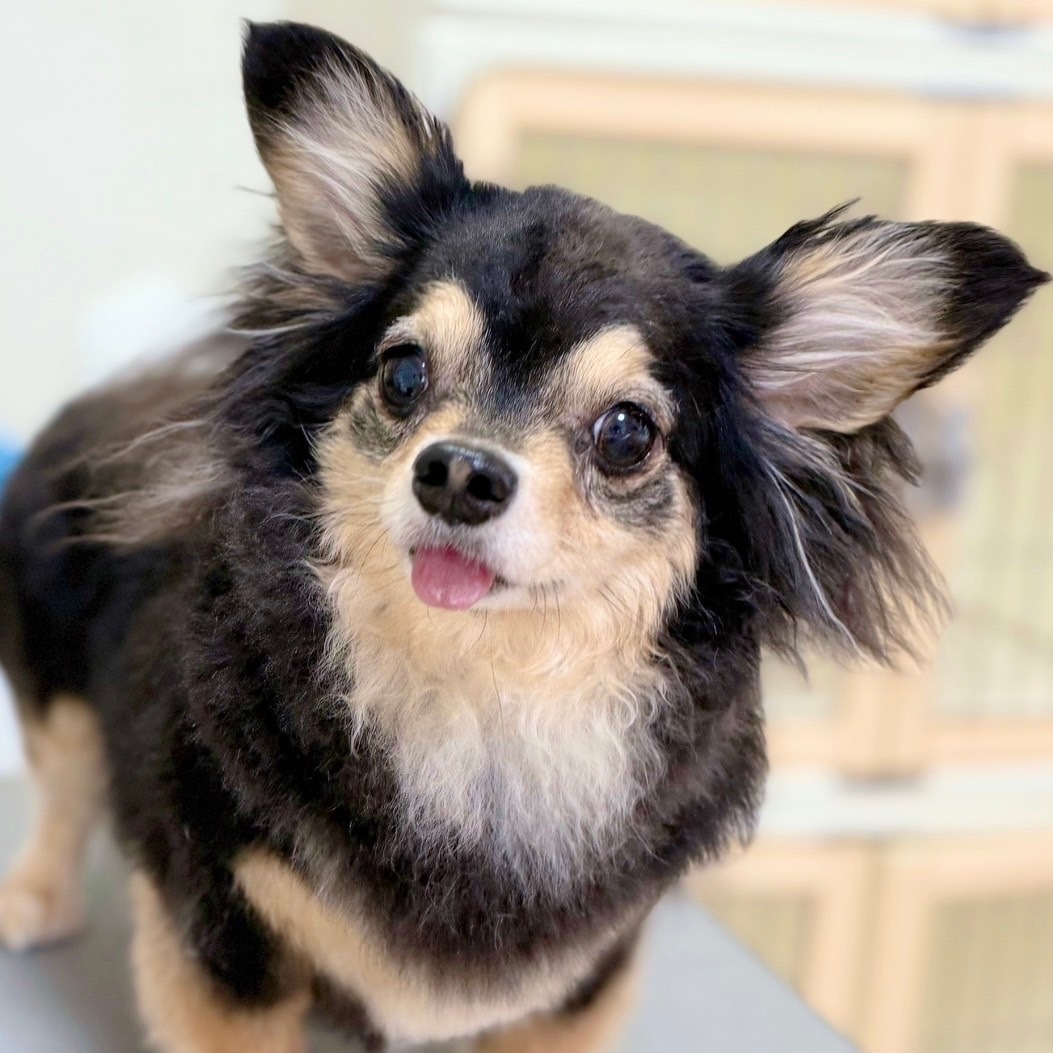 ��Ƭ�����ѻ��鳨�������ʥ���ȡ�18����ˡ�������