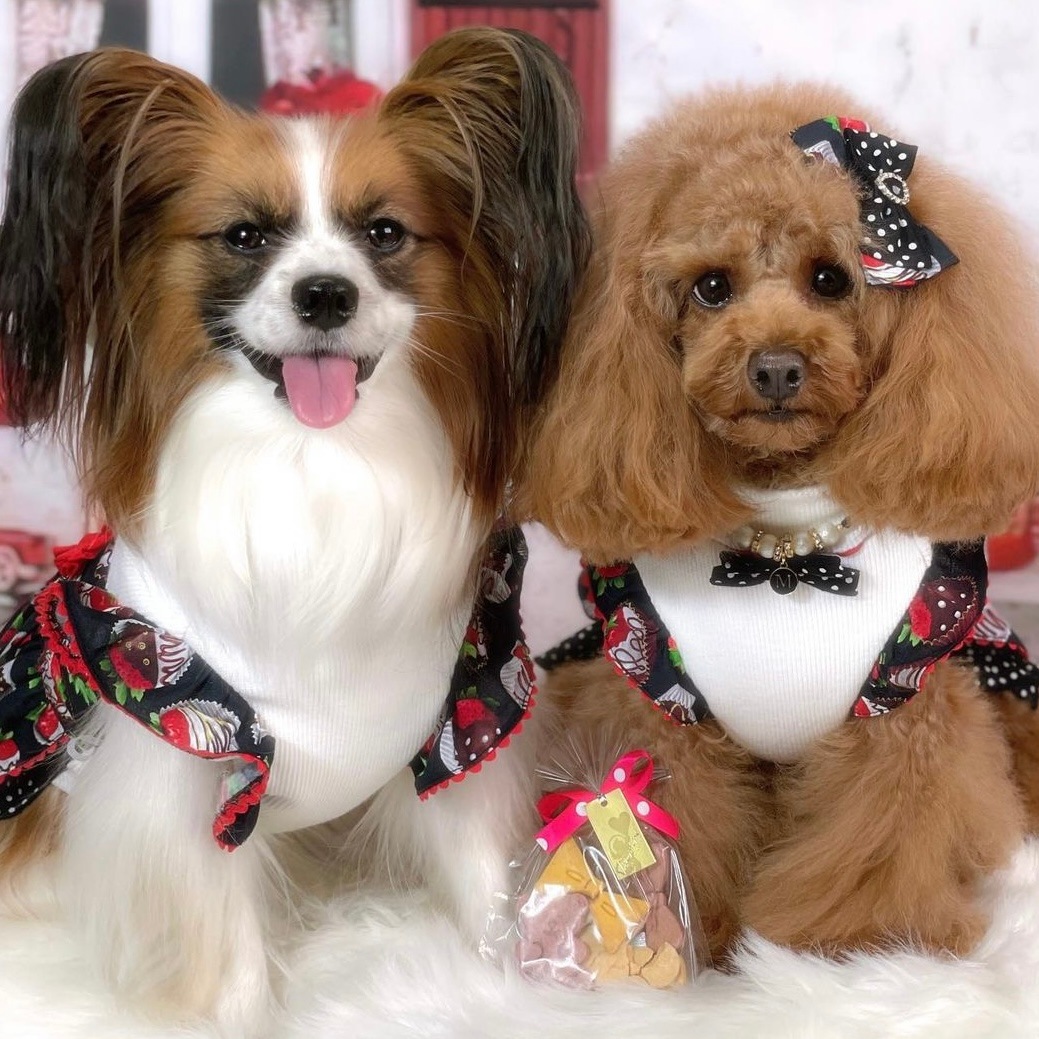 ����륮���б����Х�󥿥���ե��