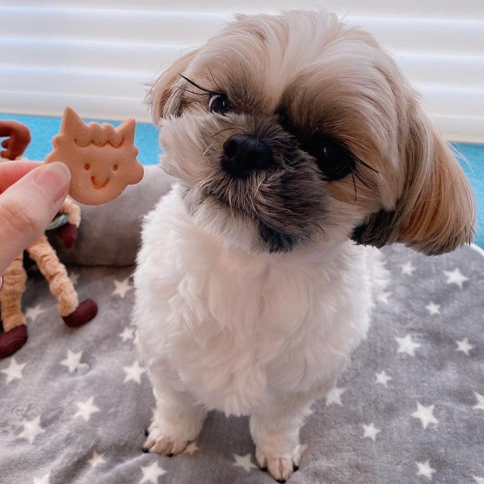 ����륮���б�����ʬ�ե�󥺡�