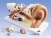 【へ】平衡感覚器3倍モデル【模型】