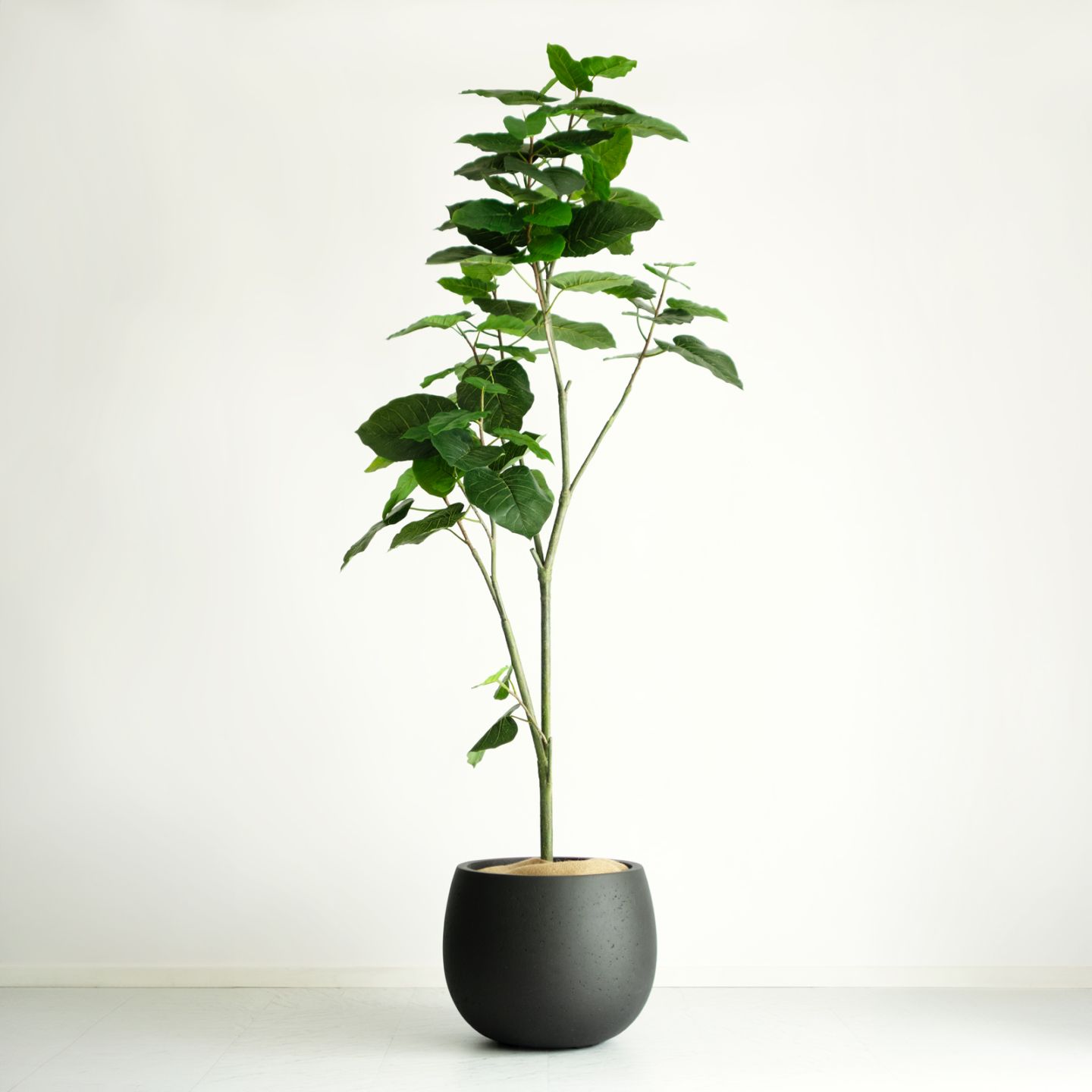 その他観葉植物 user_1242a77b 観葉植物 一覧｜デコレラ公式通販