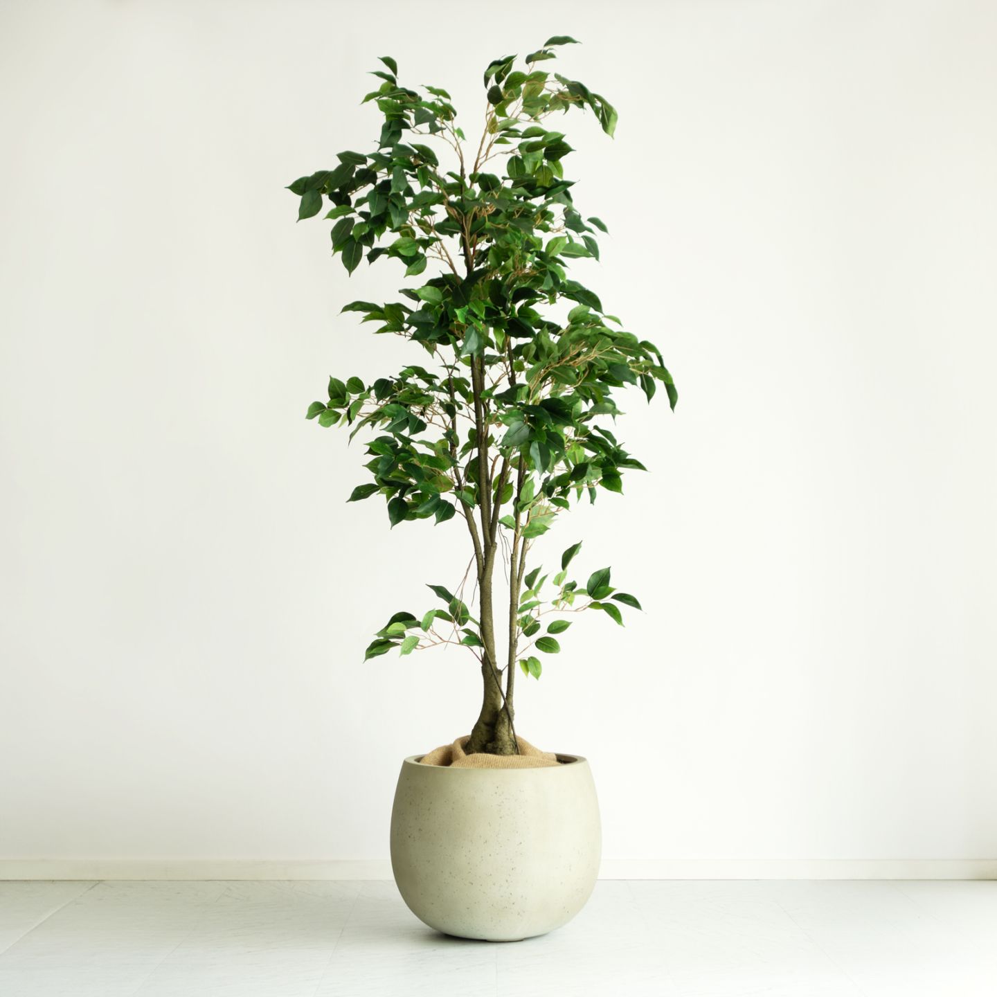 観葉植物 一覧｜デコレラ公式通販