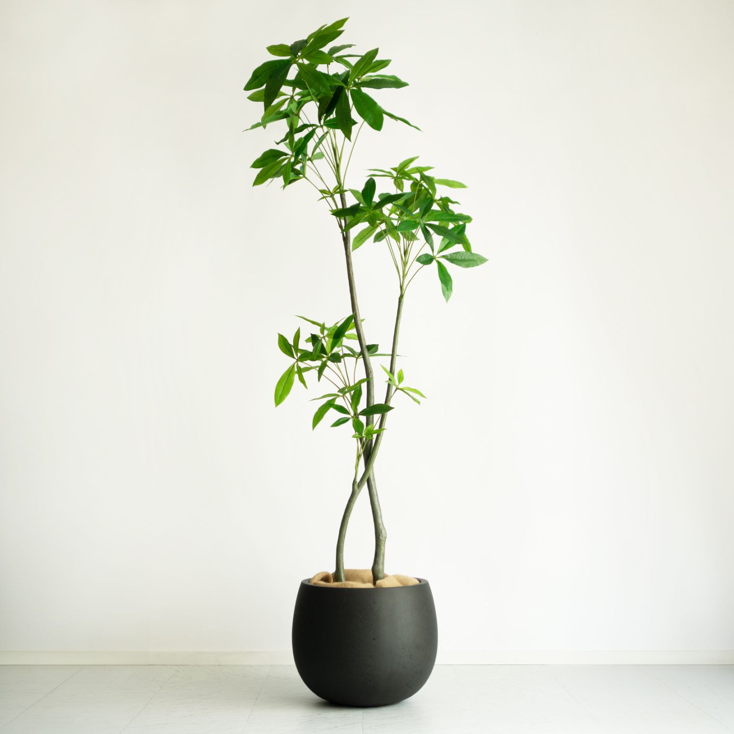 パキラ H180cm｜フェイクグリーンならデコレラ公式通販