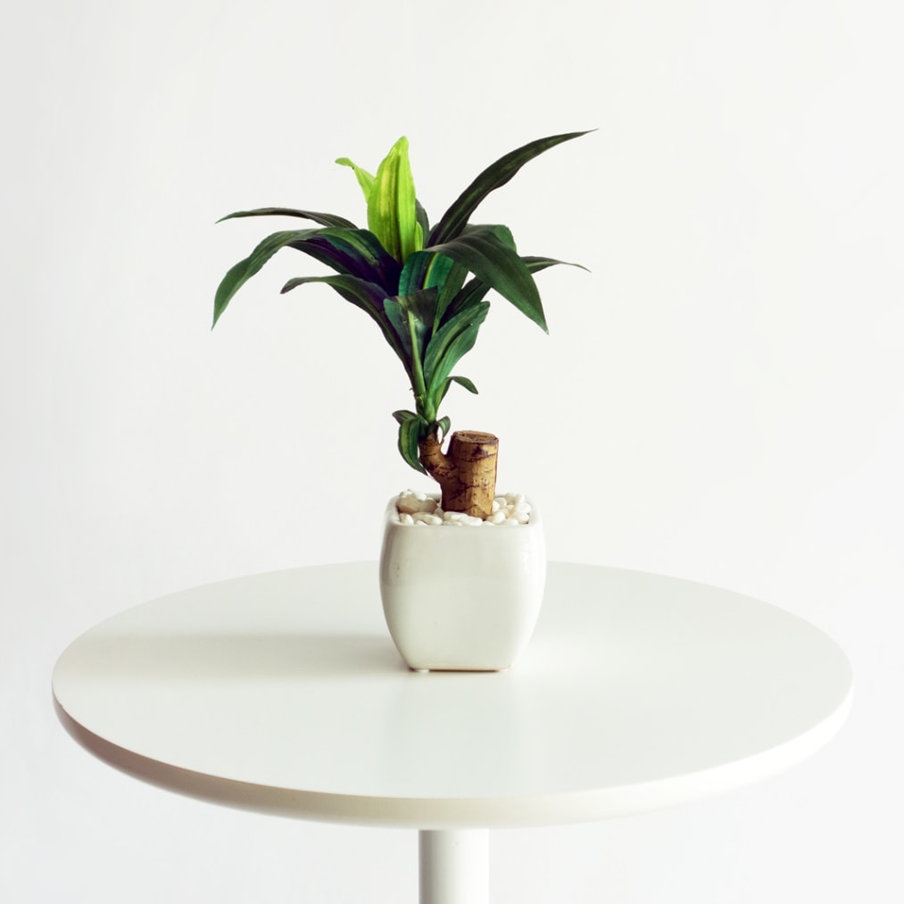 ドラセナ H30cm（ポット付き）｜フェイクグリーンならデコレラ公式通販