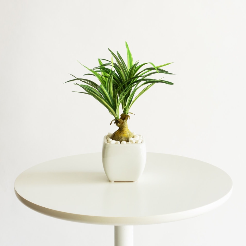 ノリナ H30cm（ポット付き）｜フェイクグリーンならデコレラ公式通販