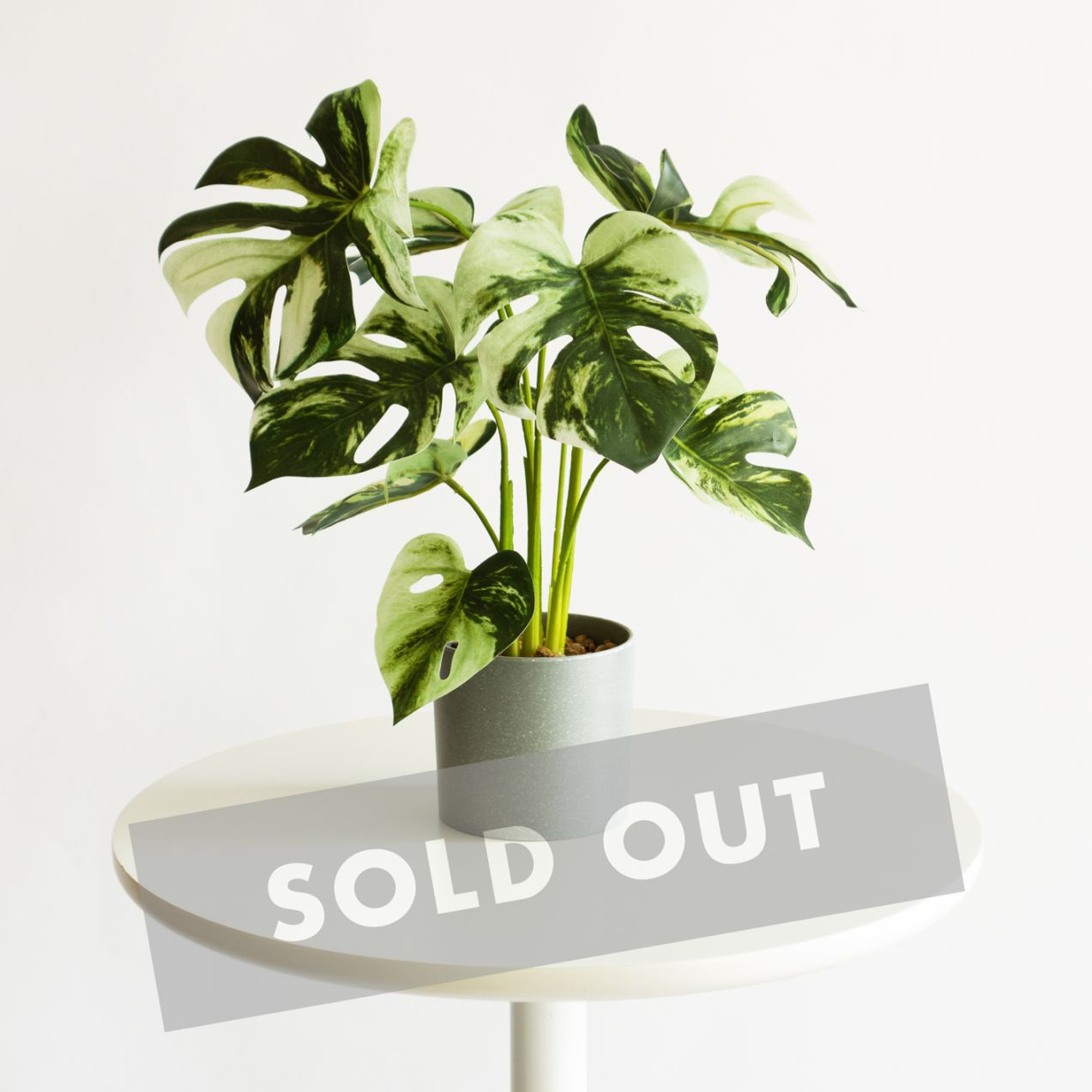 モンステラ・バリエガタ H40cm（ポット付き）｜フェイクグリーンなら