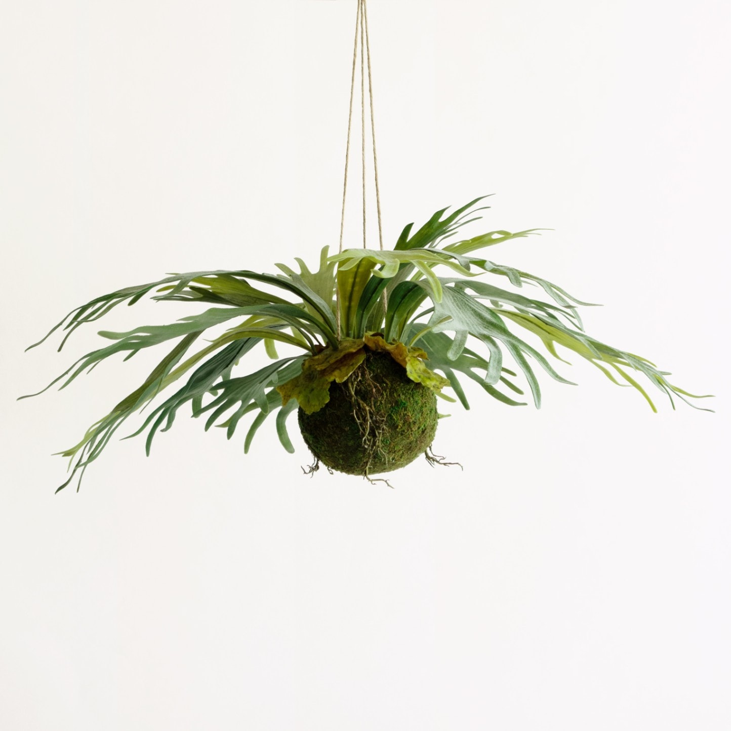 光触媒　人工観葉植物　ウォールグリーン　フェイクグリーン　コウモリランモスボール 楽天市場】抗菌 消臭 壁掛け 板付 コウモリラン ビカクシダ 造花