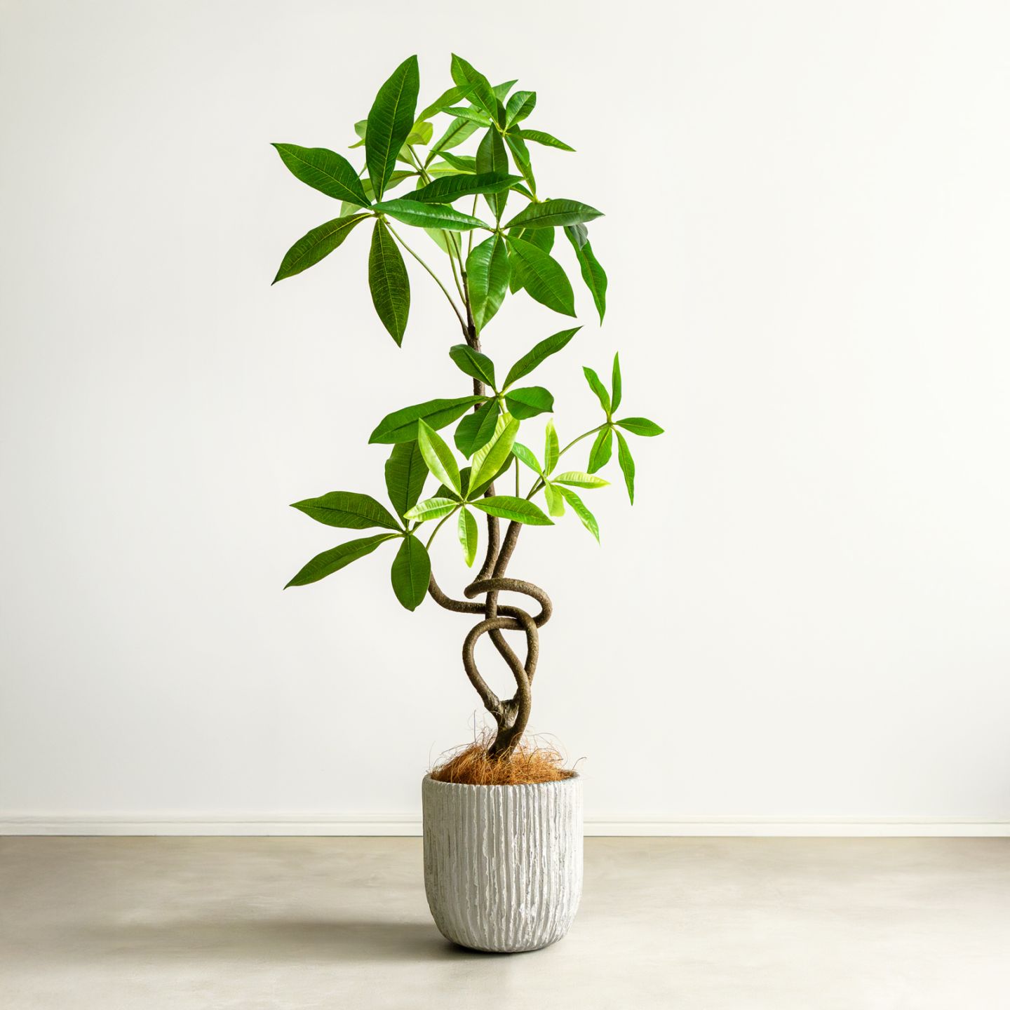 観葉植物 一覧｜デコレラ公式通販