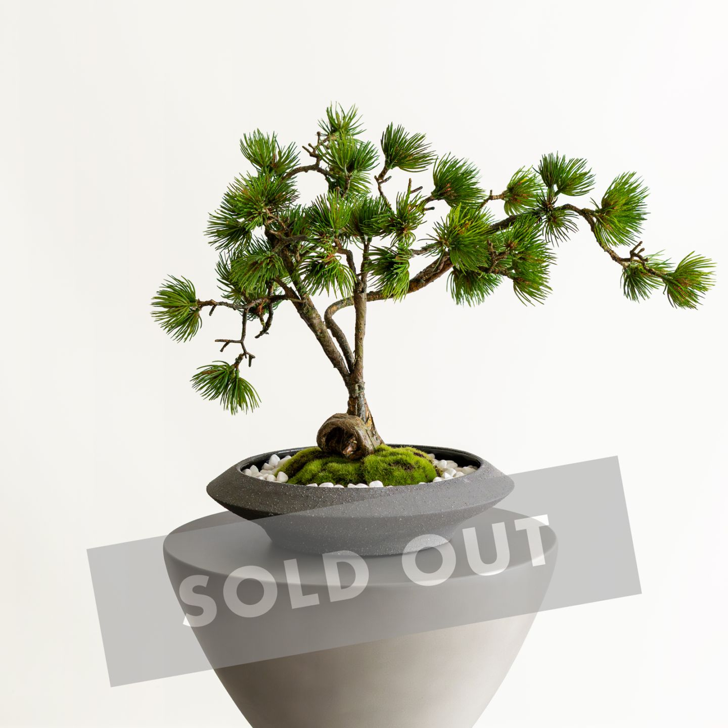 盆栽鉢　原茂 鵬松 松 盆栽（平鉢）｜フェイクグリーンならデコレラ公式通販