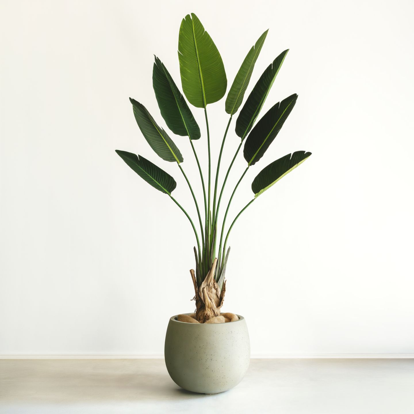 観葉植物 一覧｜デコレラ公式通販