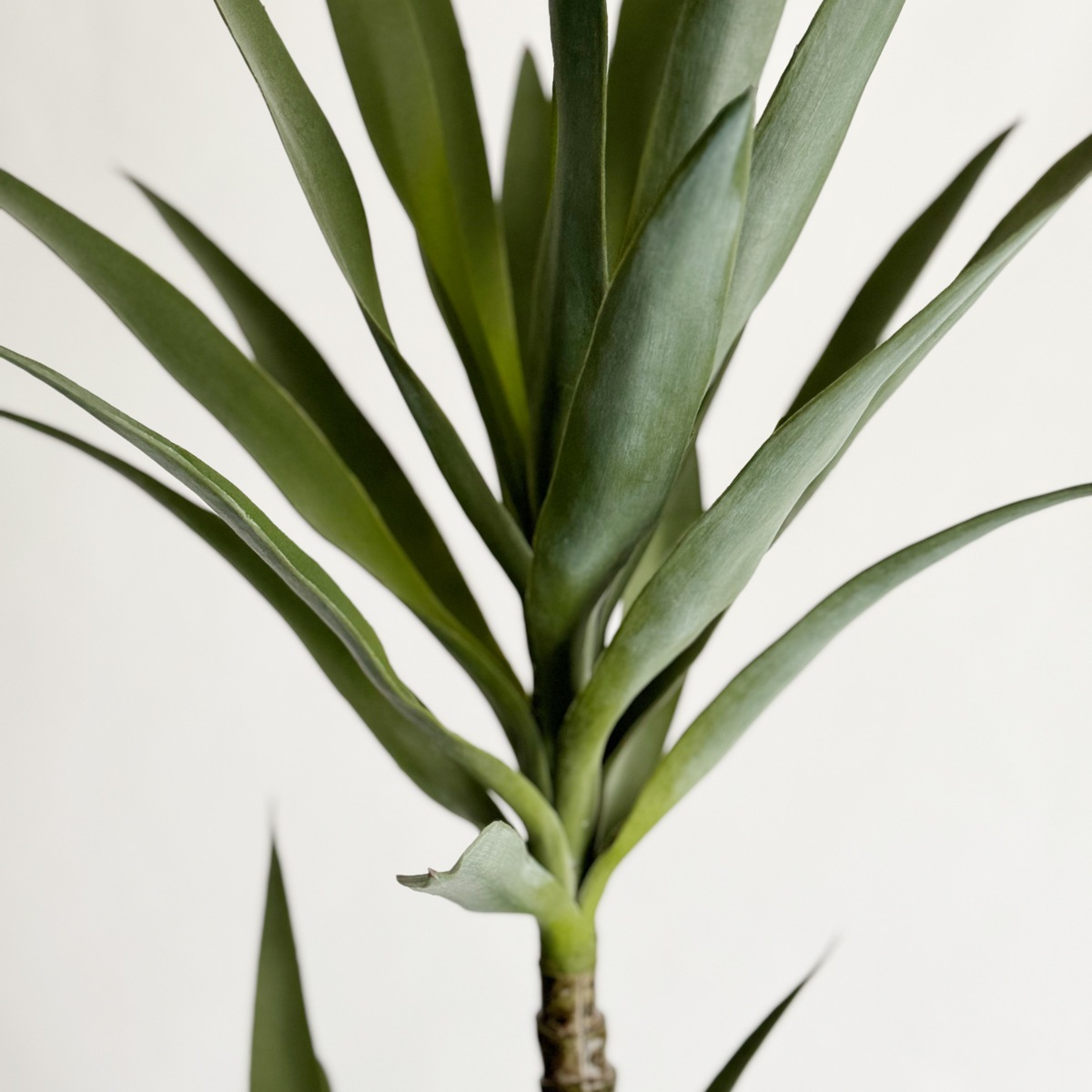 ユッカ・エレファンティペス H150cm｜フェイクグリーンなら