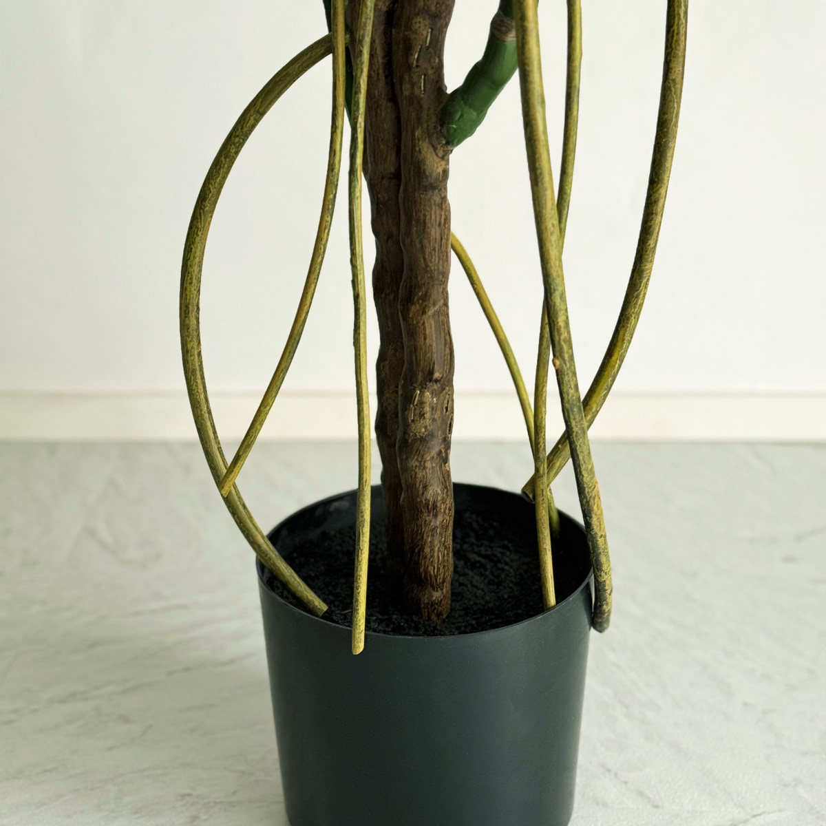 モンステラ セラアート鉢／ブラック】モンステラ 8号【agt-554】｜オンライン