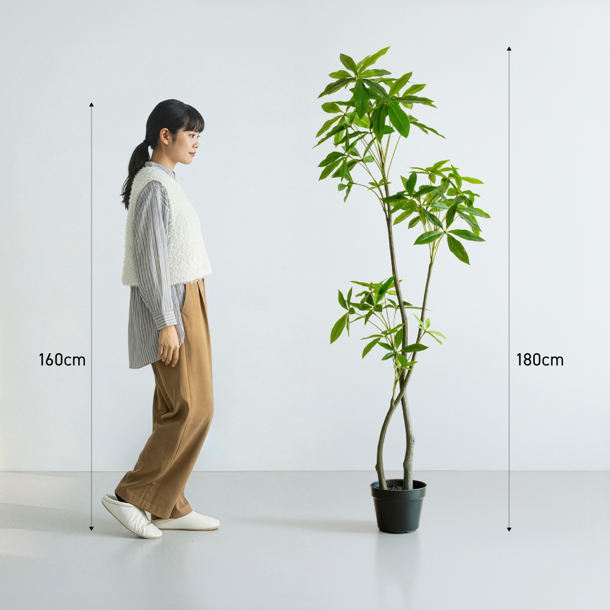 パキラ H180cm｜フェイクグリーンならデコレラ公式通販