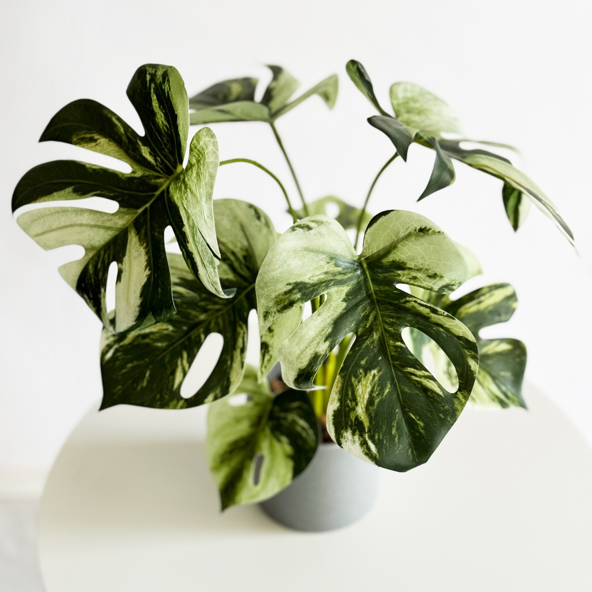 モンステラ・バリエガタ H40cm（ポット付き）｜フェイクグリーンなら