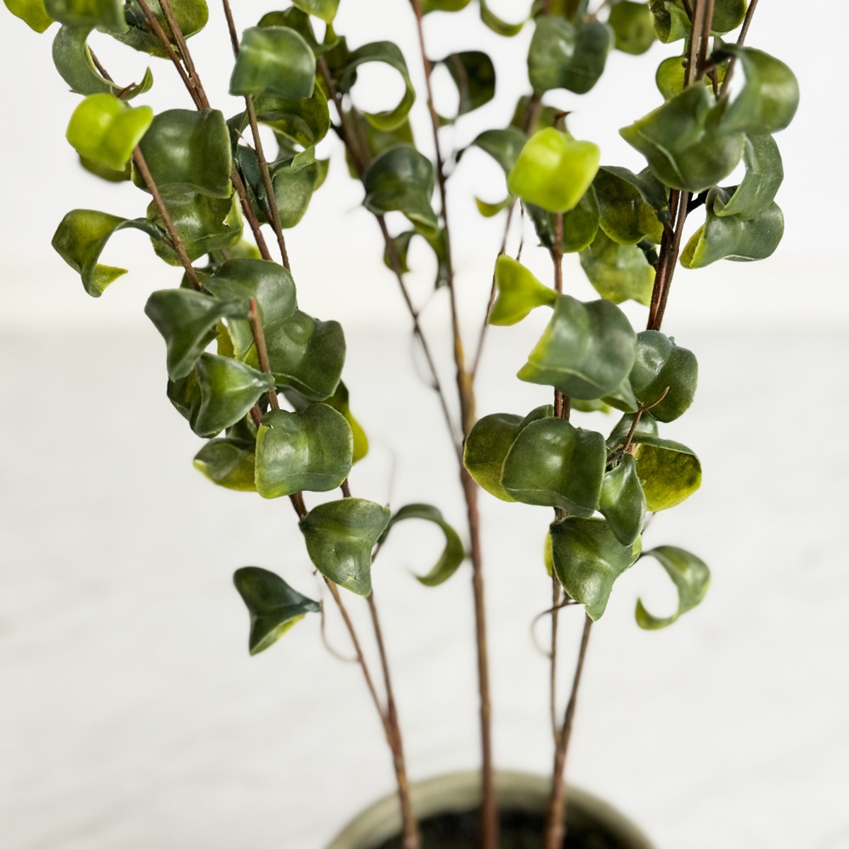 ベンジャミン・バロック H60cm（ポット付き）｜フェイクグリーンなら